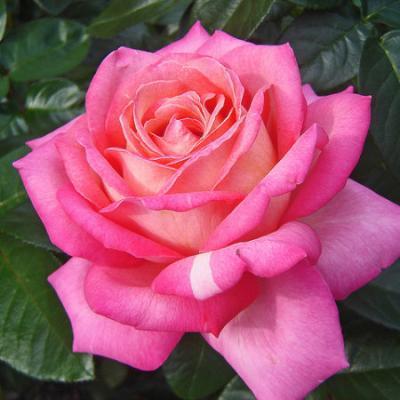 Роза чайно-гибридная Чикаго Пис 7Ц в интернет гипермаркете «Планета Лета». Фото