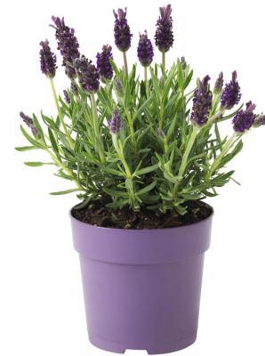Лаванда, Гор9 М в интернет гипермаркете «Планета Лета». Фото