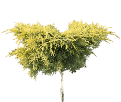 Можжевел.средн.Gold Star штамб, Гор24, Выс60 И в интернет гипермаркете «Планета Лета». Фото