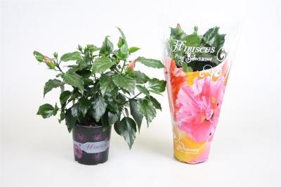 Гибискус Rosa Sinens, Гор12, Выс30 в интернет гипермаркете «Планета Лета». Фото