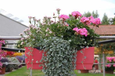 Растения Трио композиция из пеларг.и колеуса, Гор17 М в интернет гипермаркете «Планета Лета». Фото