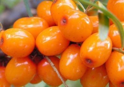 Облепиха Любимая 2-летка С2 Н40 в интернет гипермаркете «Планета Лета». Фото