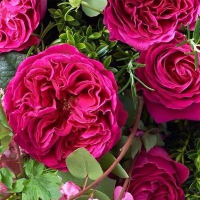 Роза парковая Кейт ОКС в интернет гипермаркете «Планета Лета». Фото