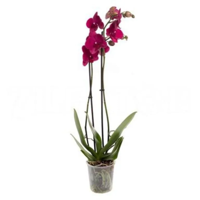 Фаленопсис 2 pp Montreux, Гор12, Выс80 в интернет гипермаркете «Планета Лета». Фото