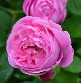 Роза парковая Луис Одьер П в интернет гипермаркете «Планета Лета». Фото