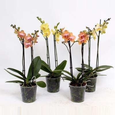Фаленопсис 2 pp Orange, Гор12, Выс60 в интернет гипермаркете «Планета Лета». Фото