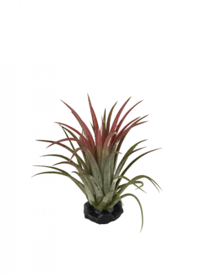 Тилландсия Ionantha Red Large, Выс8 в интернет гипермаркете «Планета Лета». Фото