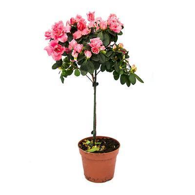 Рододендрон на штамбе, Гор38, Выс120 И в интернет гипермаркете «Планета Лета». Фото