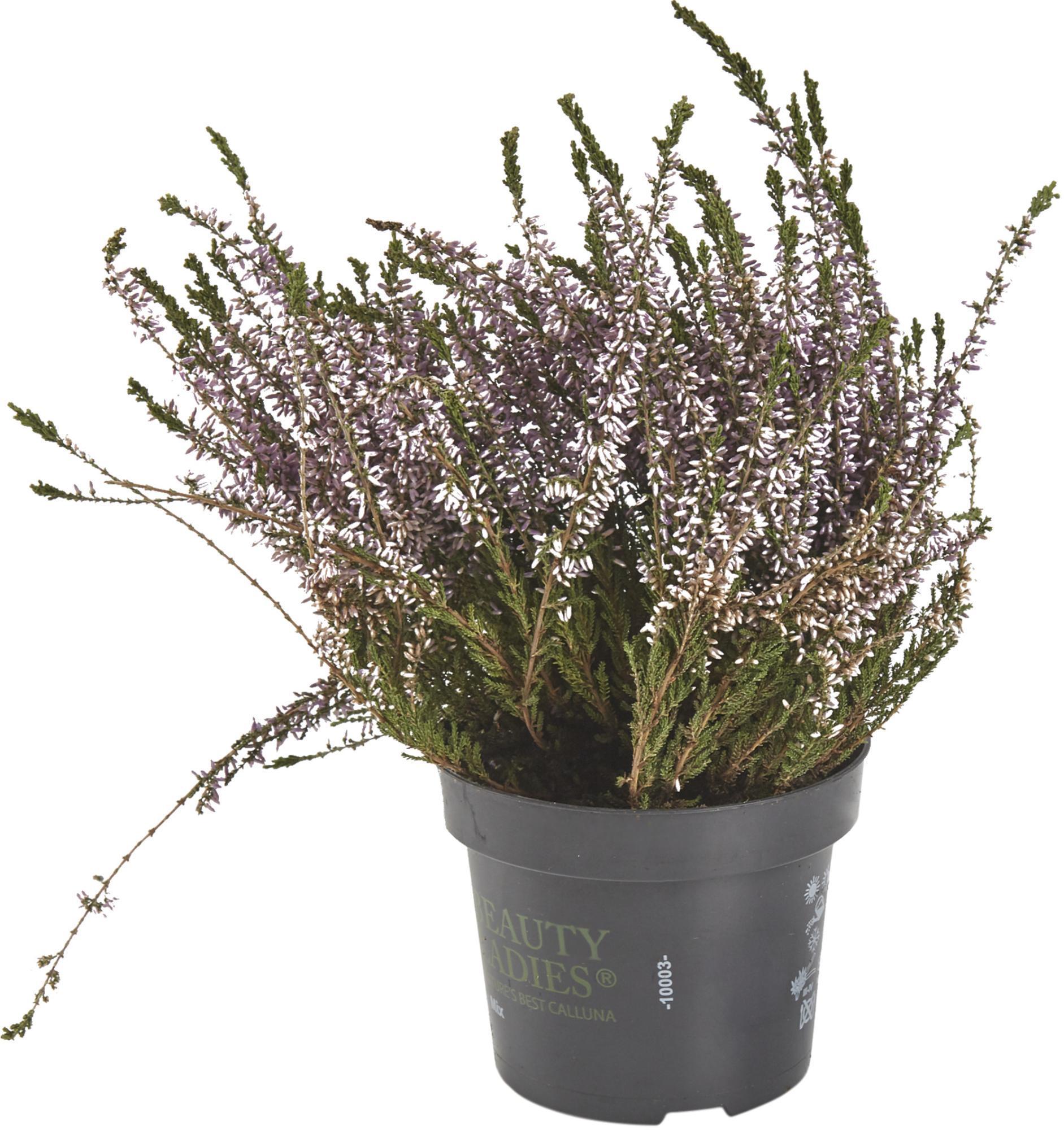 Вереск обыкновенный марлис. Как пересадить вереск купленный в магазине. Как пересадить вереск купленный в магазине. Вереск бадблюмерс. Цветок вереск в горшке.