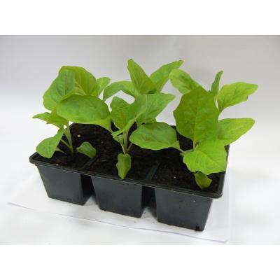 Рассада Баклажан (1*6) в интернет гипермаркете «Планета Лета». Фото