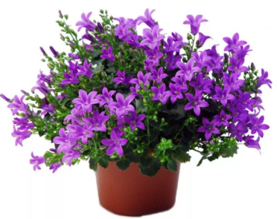 Колокольчик Кент Бель, Гор17 М в интернет гипермаркете «Планета Лета». Фото