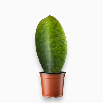 Сансевиерия Grandis Big Leaf, Гор6, Выс18 в интернет гипермаркете «Планета Лета». Фото