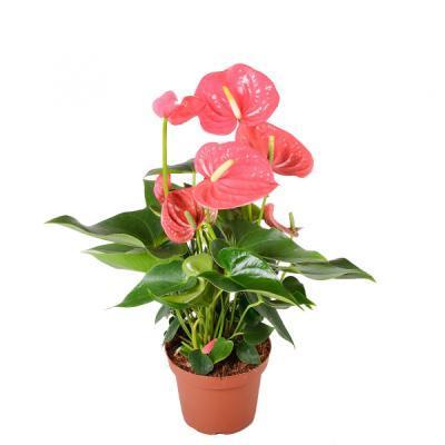 Антуриум California, Гор14, Выс55-60 К в интернет гипермаркете «Планета Лета». Фото