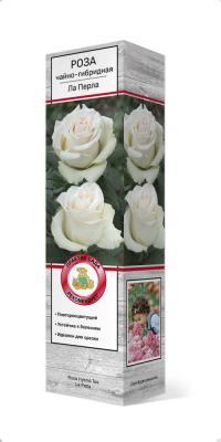 Роза чайно-гибридная Ля перла Гор 23 М в интернет гипермаркете «Планета Лета». Фото