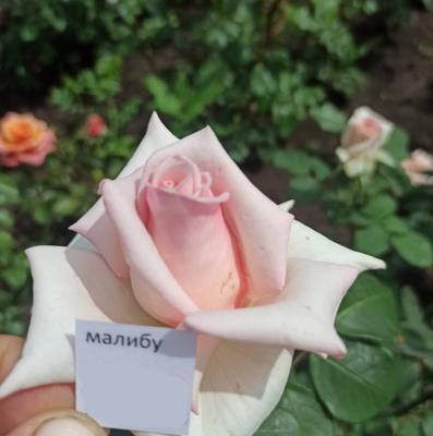 Роза чайно-гибридная Малибу ОКС в интернет гипермаркете «Планета Лета». Фото