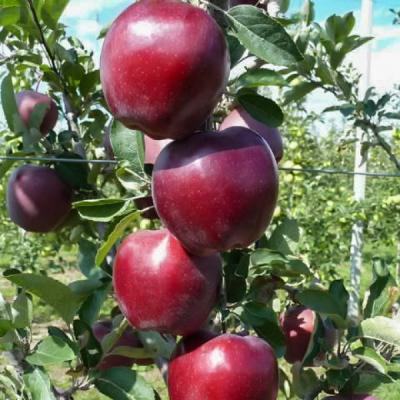 Яблоня Джеромини 2-летка С4  Н140 в интернет гипермаркете «Планета Лета». Фото