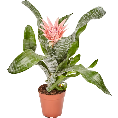 Эхмея Fasciata Primera, Гор14, Выс70 в интернет гипермаркете «Планета Лета». Фото