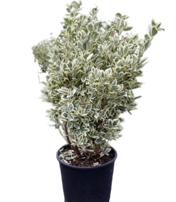 Бересклет япон.Bravo, С18, Выс100-125 И в интернет гипермаркете «Планета Лета». Фото