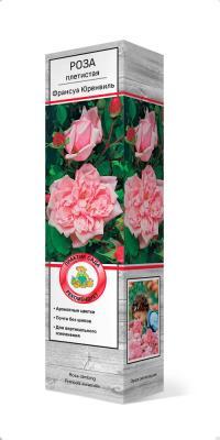 Роза плетистая Франсуа Юренвиль П в интернет гипермаркете «Планета Лета». Фото