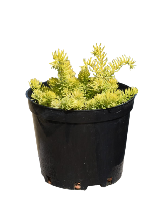 Очиток скальный Ангелина, Гор12 М в интернет гипермаркете «Планета Лета». Фото