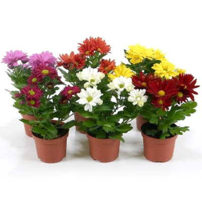 Хризантема Mix mini, Гор9, Выс22 в интернет гипермаркете «Планета Лета». Фото