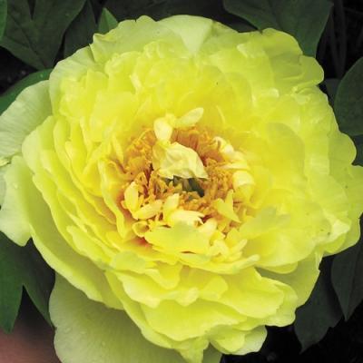 Пион древовидный Золотая Корона в интернет гипермаркете «Планета Лета». Фото