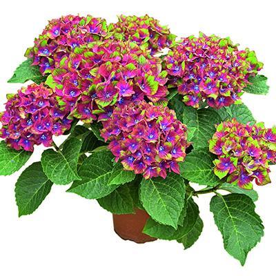 Гортензия крупноцв.Exclusive collect, Гор12, Выс30 в интернет гипермаркете «Планета Лета». Фото
