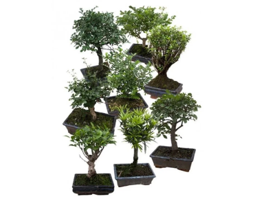 Бонсаи Mix, Гор12, Выс20 в интернет гипермаркете «Планета Лета». Фото