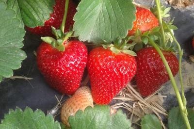 Рассада Земляника Фраголареа Р9 в интернет гипермаркете «Планета Лета». Фото