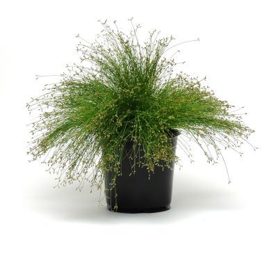 Изолепсис, Гор17 М в интернет гипермаркете «Планета Лета». Фото