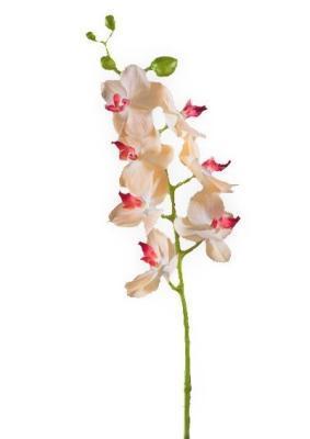 Орхидея Фаленопсис Элегант бледно-золотист. с бордо в-70 см 7 цв,4бут 12/84, Ф в интернет гипермаркете «Планета Лета». Фото