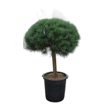 Сосна обыкн.Watereri штамб, Гор35, Выс120 И в интернет гипермаркете «Планета Лета». Фото