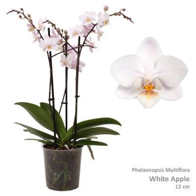 Фаленопсис 3 рр Multiflora White, Гор12, Выс50 в интернет гипермаркете «Планета Лета». Фото