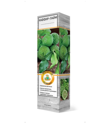 Цитрус Каффир лайм/ЦКор Питомник растений в интернет гипермаркете «Планета Лета». Фото Цитрус Каффир лайм/ЦКор в интернет гипермаркете «Планета Лета». Фото