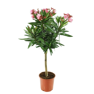 Олеандр штамб, C15, Выс100 в интернет гипермаркете «Планета Лета». Фото