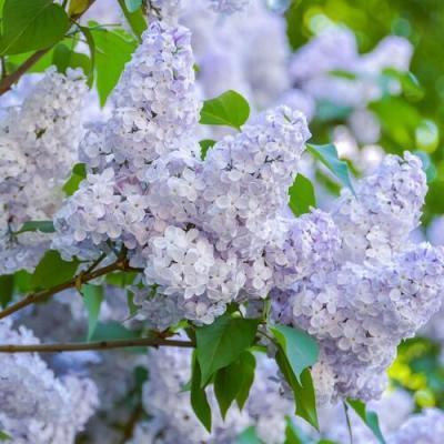 Сирень обыкновенная Нежность П в интернет гипермаркете «Планета Лета». Фото