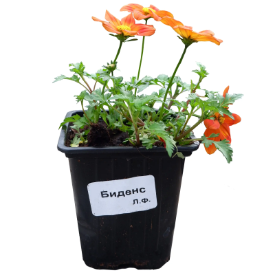 Биденс, Гор25 М в интернет гипермаркете «Планета Лета». Фото