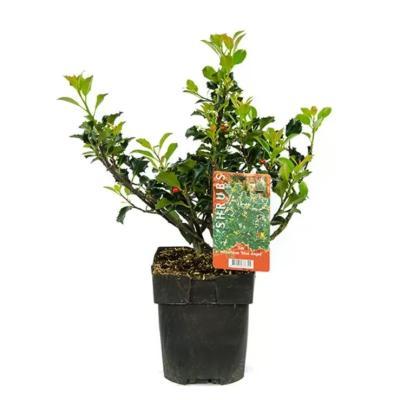 Падуб М. Блю Энджел, Гор17 М в интернет гипермаркете «Планета Лета». Фото