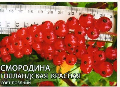 Смородина красная Голландская С3 Выс50 в интернет гипермаркете «Планета Лета». Фото