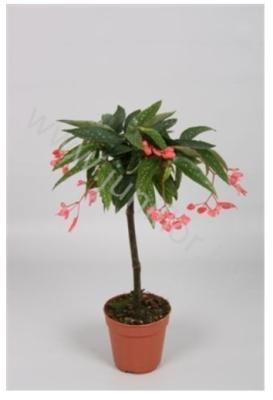 Бегония 'Tamaya' stam, Гор14, Выс60 в интернет гипермаркете «Планета Лета». Фото