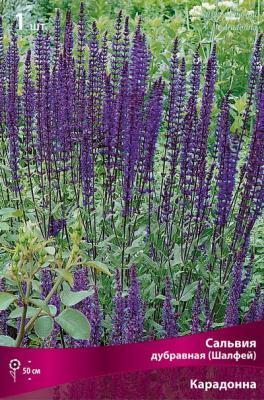 Сальвия дубравная (Шалфей) Карадонна/К в интернет гипермаркете «Планета Лета». Фото