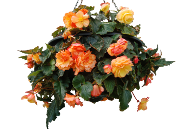 Бегония I`CONIA клубневая подвес, Гор27 М в интернет гипермаркете «Планета Лета». Фото