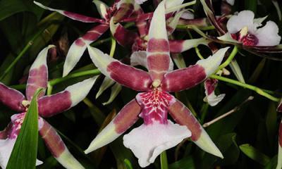 Орхидея Aliceara, Гор12, Выс50 в интернет гипермаркете «Планета Лета». Фото