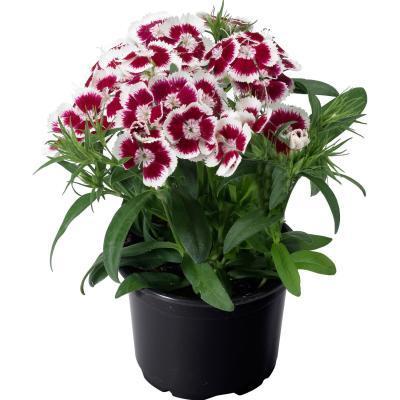 Гвоздика турецкая, Гор17 М в интернет гипермаркете «Планета Лета». Фото