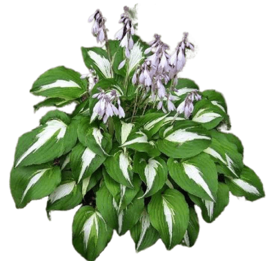 Хоста Найт Бефор Кристмас Гор17 М в интернет гипермаркете «Планета Лета». Фото