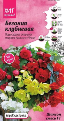 Бегония клубневая Шансон смесь F1 5 шт АСТ в интернет гипермаркете «Планета Лета». Фото