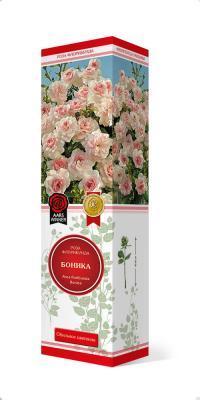Роза флорибунда Боника П в интернет гипермаркете «Планета Лета». Фото