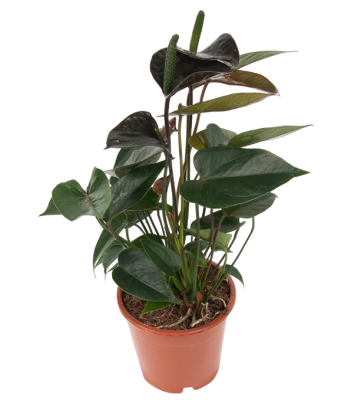Антуриум Black Winner, Гор15, Выс55 К в интернет гипермаркете «Планета Лета». Фото