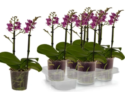 Фаленопсис 2 pp Multiflora Violet Queen, Гор12, Выс50 в интернет гипермаркете «Планета Лета». Фото