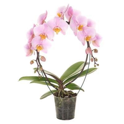 Фаленопсис Cascade 2 рр, Гор14, Выс60 в интернет гипермаркете «Планета Лета». Фото